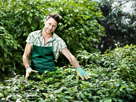 Residential soft landscaping in Bayswater for a front garden improvement